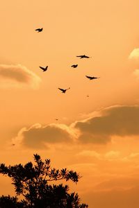 Low angle view of silhouette birds flying against orange sky