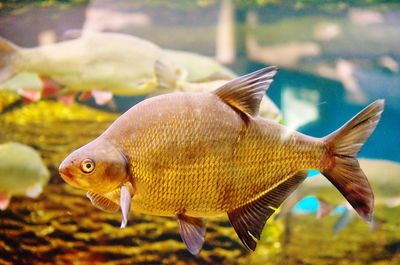 Close-up of fish swimming in sea