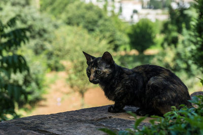 Close-up of black sitting outdoors