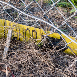 High angle view of yellow animal on field