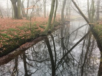 Bare trees in forest during foggy weather