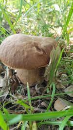 Close-up of mushroom in field