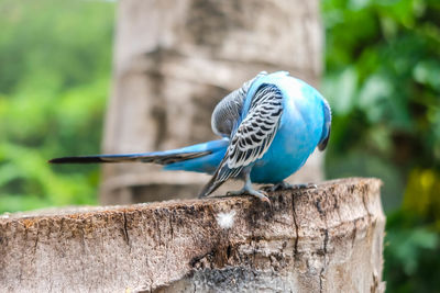 Close-up of bird perching on wooden post