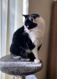 Close-up of a cat looking away