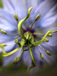 Close-up of purple flower