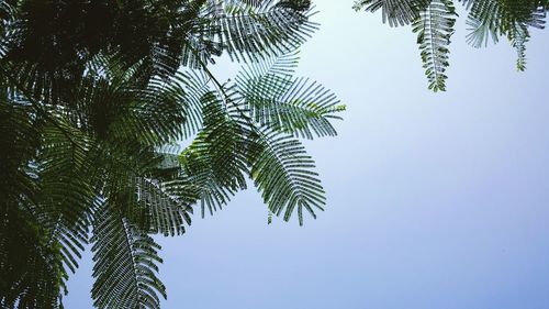 Low angle view of palm trees