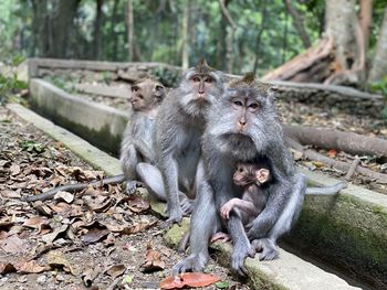 Monkeys sitting on stone wall