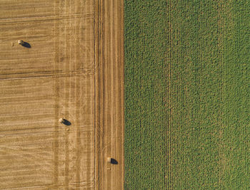 High angle view of plants growing on field