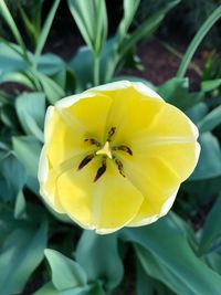 Close-up of yellow flowering plant