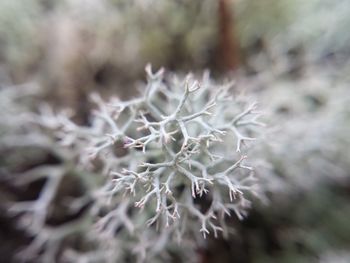 Close-up of plant