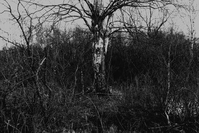 Bare trees in forest