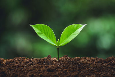 Close-up of small plant growing outdoors