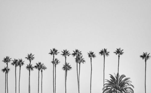 Low angle view of palm trees against clear sky in black and white