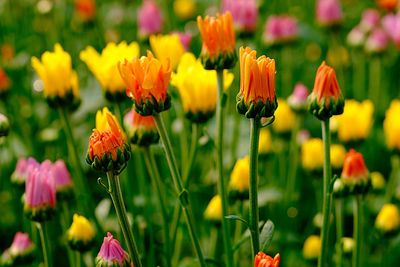 Close-up of yellow flowering plants on field