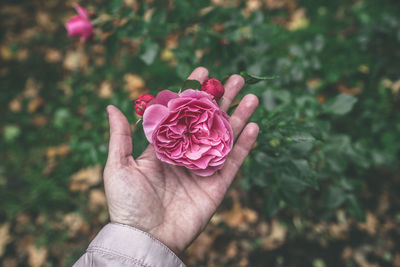 Close-up of hand holding pink rose