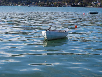 Swan floating on lake