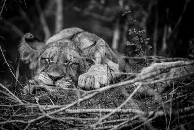 Close-up of sleeping lion cub