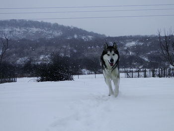 Siberian husky walking on snow covered field against mountain