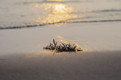 Close-up of insect on beach