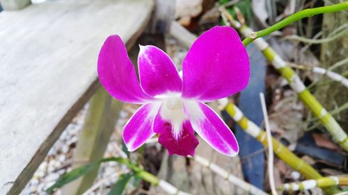 Close-up of pink flower