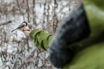 Close-up of bird perching on hand