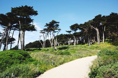 View of palm trees against sky