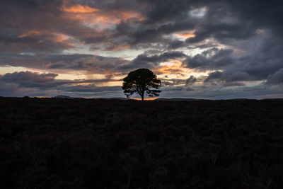 Silhouette tree on field against sky during sunset