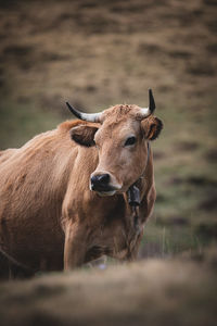 Portrait of a cow on field