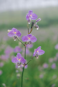 Close-up of purple flowering plant