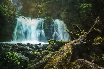 Scenic view of waterfall in forest