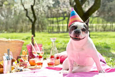 Portrait of pug on table