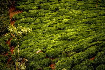 Full frame shot of plants growing on field