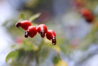 Close-up of red berries growing on plant