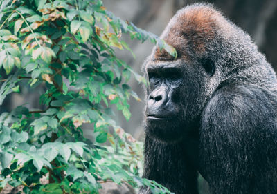 Monkey looking away in forest