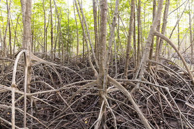 Full frame shot of bamboo trees in forest