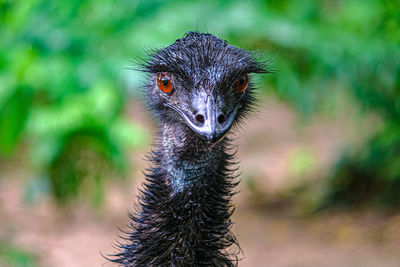 Close-up portrait of ostrich