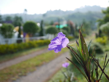 Close-up of purple flower against blurred background