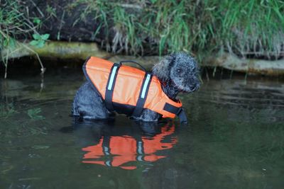 Dog on a lake