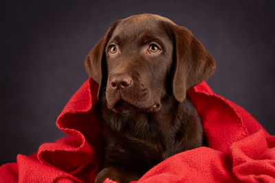 Close-up portrait of dog against black background