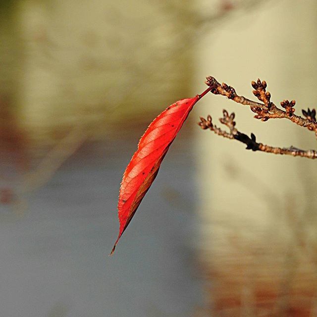 focus on foreground, red, growth, close-up, nature, leaf, fragility, flower, season, beauty in nature, selective focus, stem, plant, freshness, autumn, twig, branch, day, change, outdoors