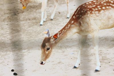 High angle view of deer standing on field