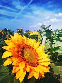 Close-up of sunflower blooming on field against sky