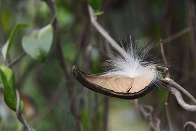 Close-up of feathers on tree