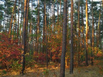 Trees in forest during autumn