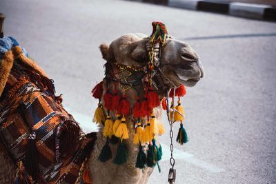 View of a dog on the road