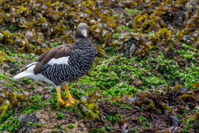 Close-up of bird perching on field