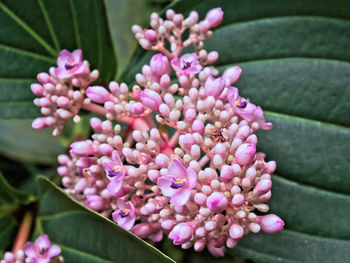 Close-up of pink flowers