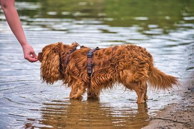 View of a dog on lake