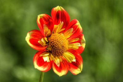 Close-up of red flower blooming outdoors