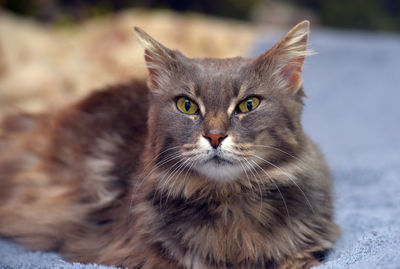 Portrait of cat looking at camera